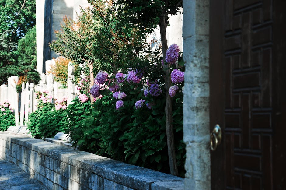 Beautiful garden path lined with blooming hydrangeas beside a classic stone wall.