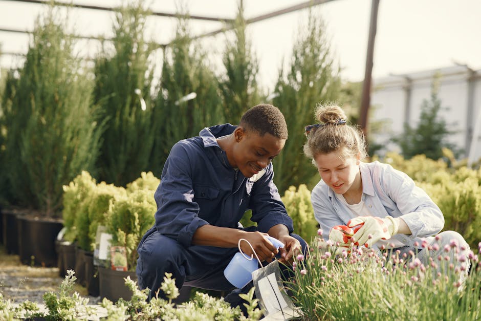 Two adults gardening together in a sunny outdoor nursery, tending to plants with care and focus.